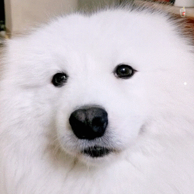 寵物貓好好的就死了