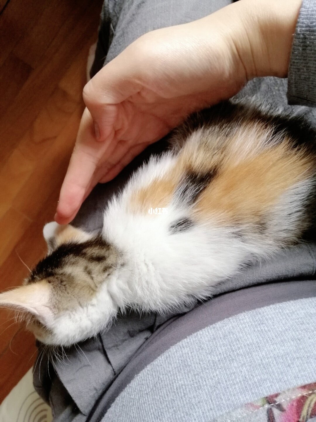 寵物店不洗病狗