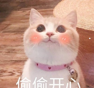 吉娃娃和小鹿犬是一個品種嗎