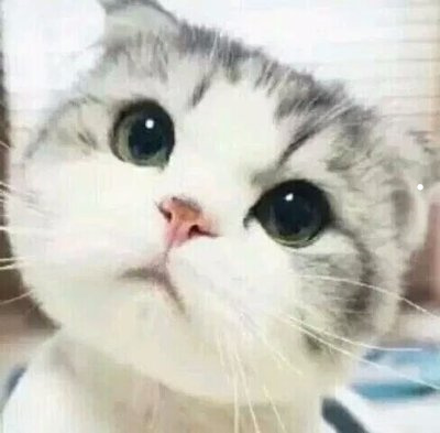 幫寵物貓洗澡