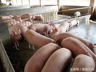農(nóng)民學(xué)養(yǎng)豬，養(yǎng)豬手冊(cè)第十三課：豬疾病的預(yù)防和控制（大結(jié)局）