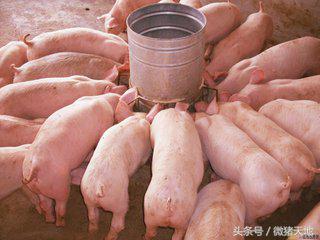 農(nóng)民學(xué)養(yǎng)豬，養(yǎng)豬手冊(cè)第十三課：豬疾病的預(yù)防和控制（大結(jié)局）