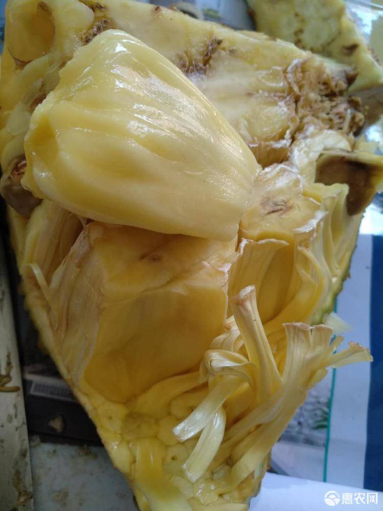 懷孕家里養(yǎng)狗注意事項_養(yǎng)八哥狗需要注意什么_懷孕7個月注意什么事項