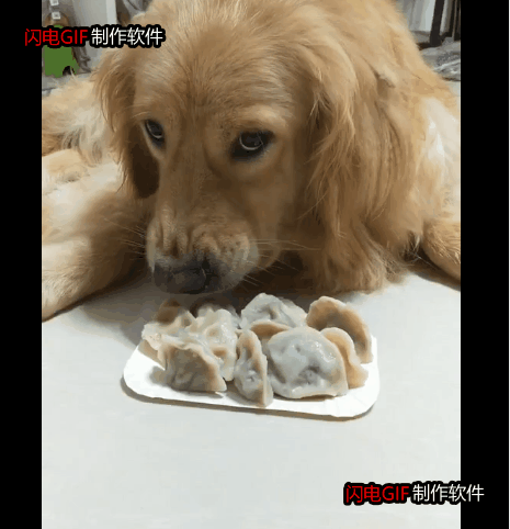 好狗狗好狗狗_訓(xùn)練狗狗大小便好難_狗狗送人后狗狗難過(guò)嗎