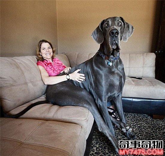 世界上最高大的狗大喬治（高度能達(dá)到驚人的220厘米）