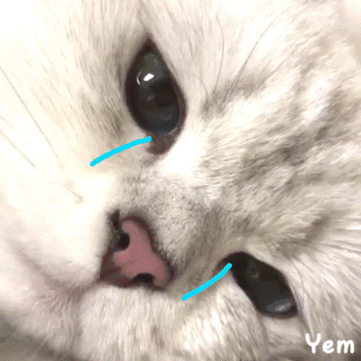 南陽貓狗市場買什么