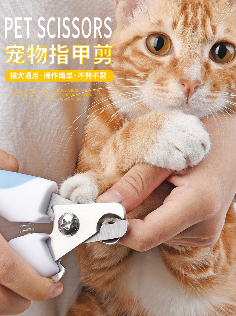 狗狗美容鄭州_狗狗美容游戲_快樂(lè)大本營(yíng)狗狗做美容