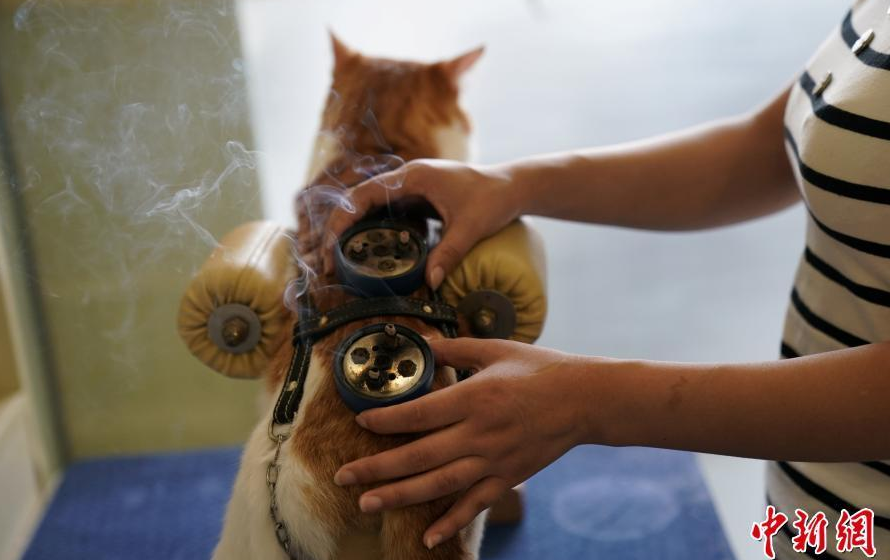 狗病防治手冊(cè)_一些常見狗病防治_狗病防治手冊(cè)下載