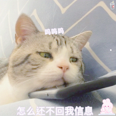 寵物貓狗治療圖片