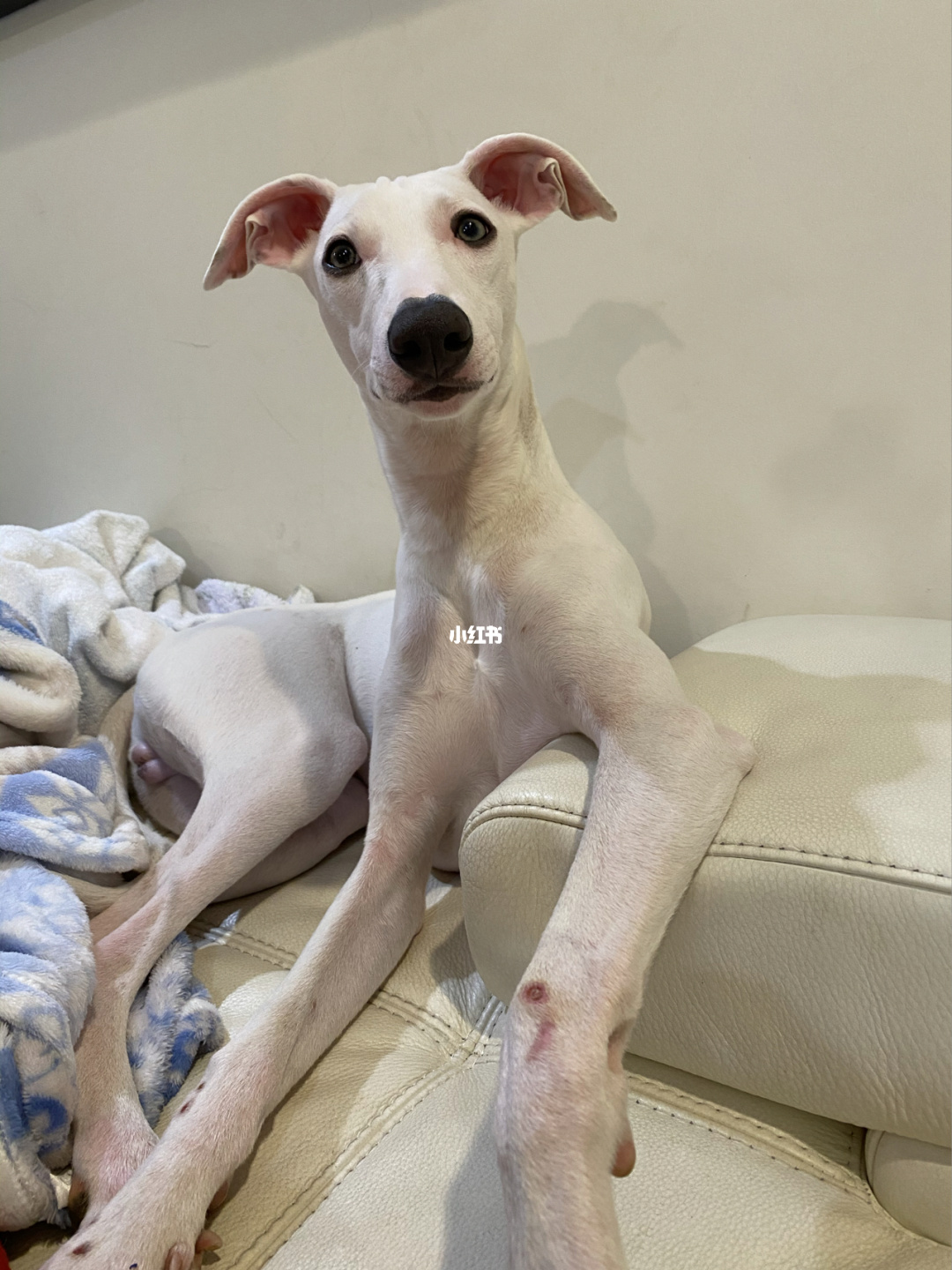 哪個品種的狗適合女人_什么品種狗適合女人_忠犬八公的故事是什么品種狗