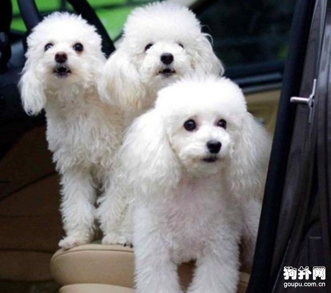 什么品種狗適合女人_忠犬八公的故事是什么品種狗_哪個品種的狗適合女人