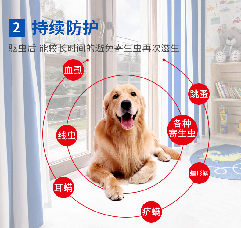 養(yǎng)狗的注意事項_家里養(yǎng)泰迪狗注意什么_孕婦后八個月應(yīng)注意哪些事項