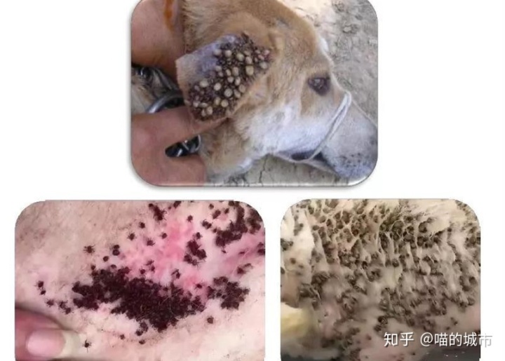 養(yǎng)什么狗有檔次_相狗秘訣什么狗養(yǎng)不得_養(yǎng)狗有什么壞處