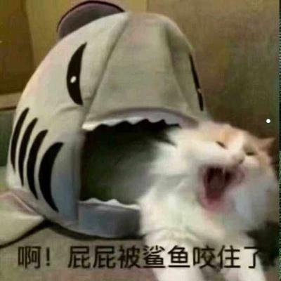 養(yǎng)貓養(yǎng)狗對人身有什么危害嗎