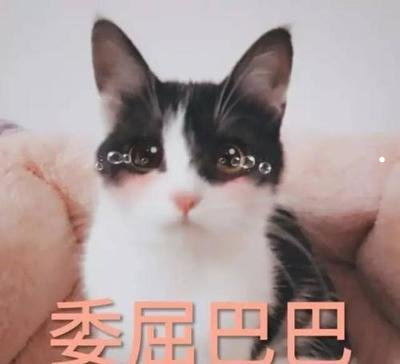 養(yǎng)貓養(yǎng)狗對人身有什么危害嗎