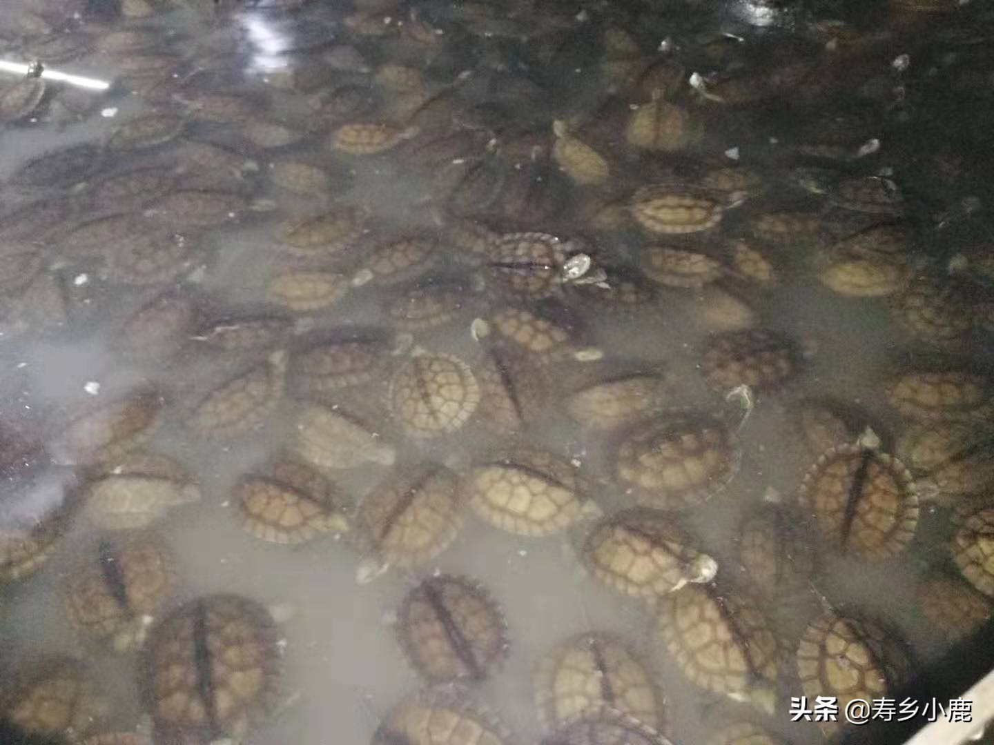 暖冬季節(jié)，無法進入冬眠的石金錢龜，需不需要喂食、換水？
