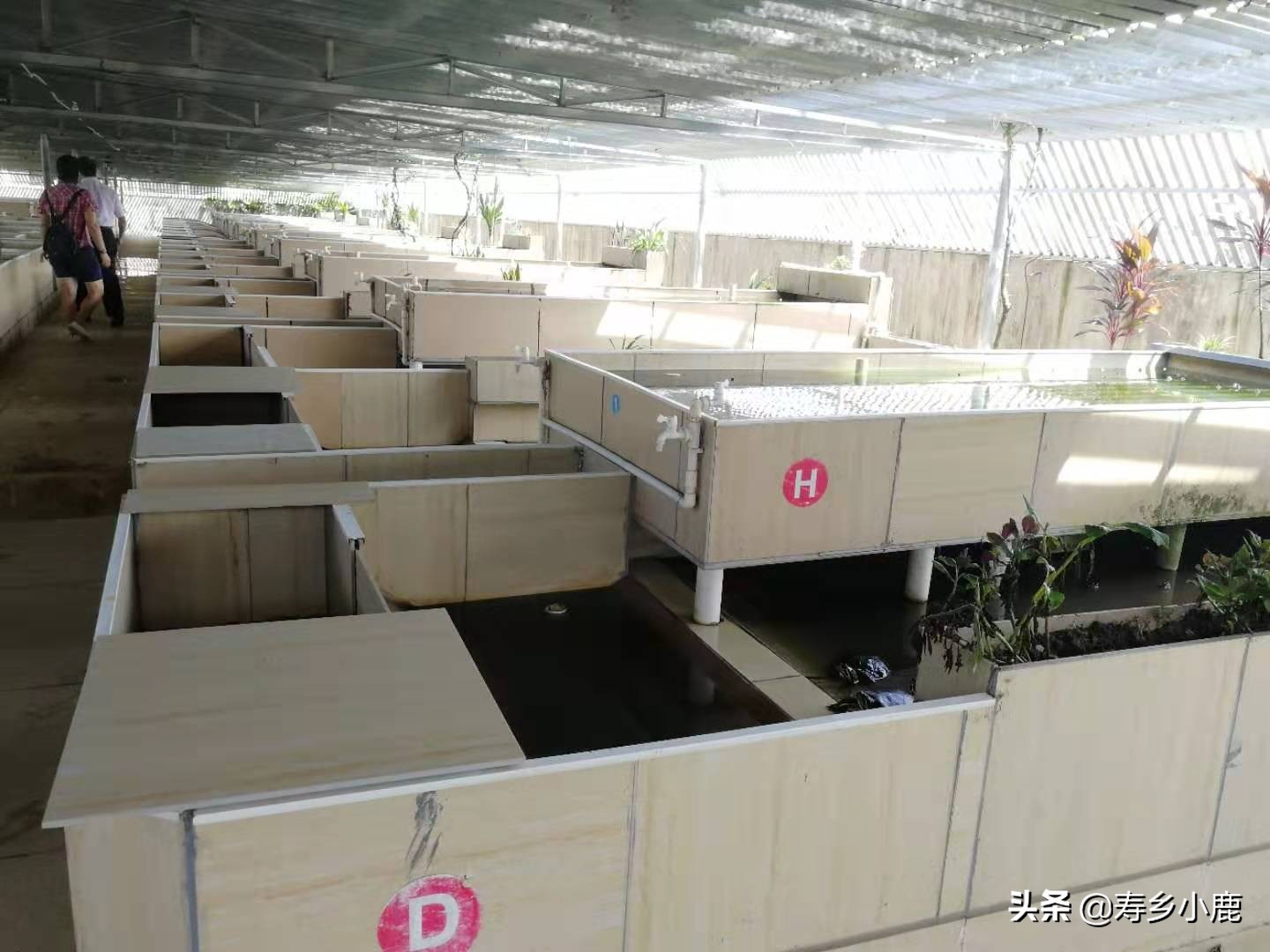 暖冬季節(jié)，無法進入冬眠的石金錢龜，需不需要喂食、換水？