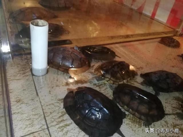 暖冬季節(jié)，無法進入冬眠的石金錢龜，需不需要喂食、換水？