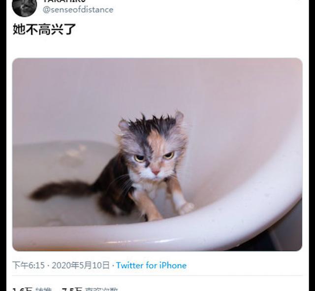 貓 玻璃_貓 玻璃_日本玻璃貓
