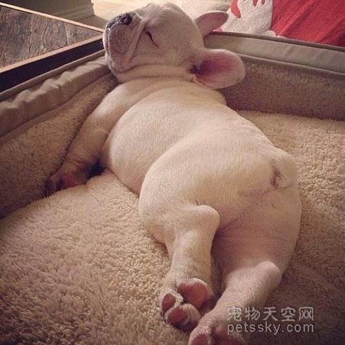 如何訓(xùn)練狗狗睡覺_如何訓(xùn)練狗狗睡覺_狗狗訓(xùn)練學(xué)校打狗狗嗎