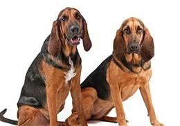 尋血獵犬有幾種一般把獵犬分為三大類