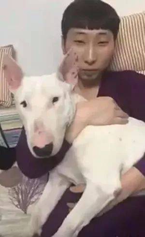 狗+品種_世界上最大的品種狗_世界上最丑的狗品種