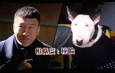 狗+品種_世界上最大的品種狗_世界上最丑的狗品種