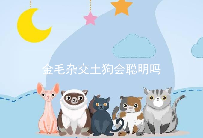 金毛雜交土狗會聰明嗎