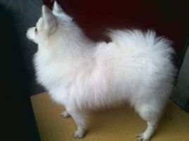 沒尾巴的狗是什么狗_沒尾巴的狗品種圖片_小狗沒尾巴是什么品種