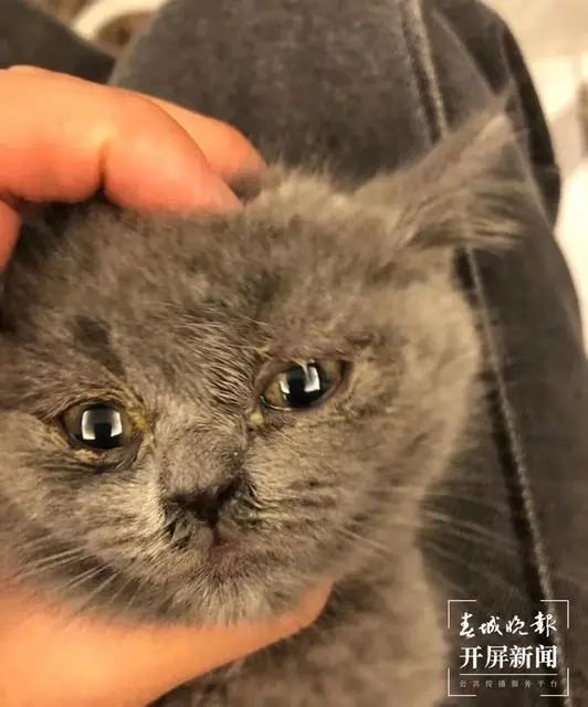 這是藍(lán)貓？玉溪女子收到貓后被賣(mài)家拉黑！治療費(fèi)花了1200元…