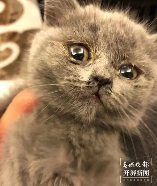 這是藍(lán)貓？玉溪女子收到貓后被賣(mài)家拉黑！治療費(fèi)花了1200元…