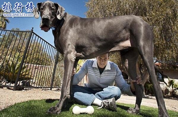 世界上最大的十個狗品種排名:大丹犬高2.2米/111公斤