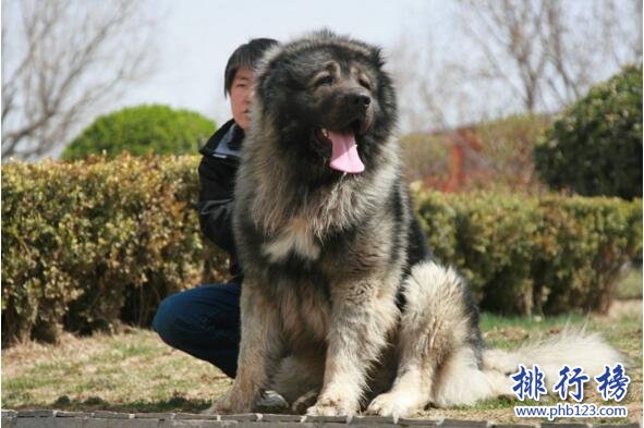 世界上最大的十個狗品種排名:大丹犬高2.2米/111公斤