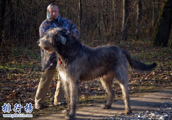 世界上最大的十個狗品種排名:大丹犬高2.2米/111公斤