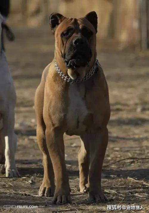 腿短的狗有什么品種_忠犬八公的故事是什么品種狗_什么狗腿短