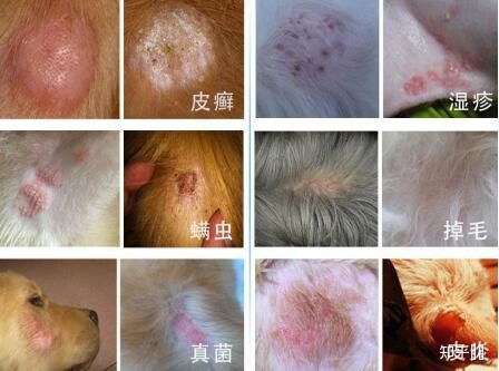 狗鼻子病_倒霉狗和大鼻子博士動(dòng)畫片_病毒性貓鼻子氣管炎傳染狗嗎