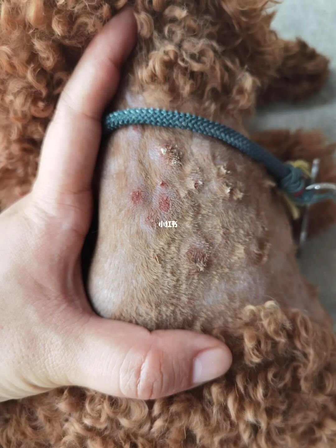 狗鼻子病_病毒性貓鼻子氣管炎傳染狗嗎_倒霉狗和大鼻子博士動(dòng)畫片