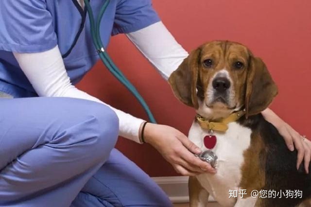 狗鼻子干怎么辦啊_倒霉狗和大鼻子博士_狗鼻子病