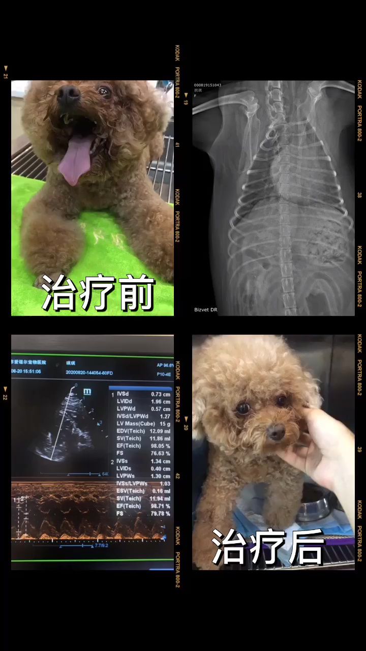 倒霉狗和大鼻子博士_狗鼻子病_狗鼻子干怎么辦啊