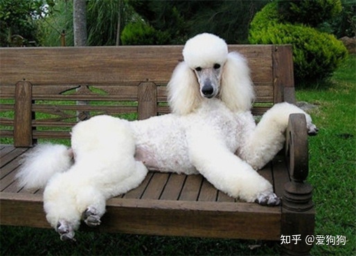 養(yǎng)博美犬好還是養(yǎng)泰迪狗好_相狗秘訣什么狗養(yǎng)不得_石家莊城市養(yǎng)狗