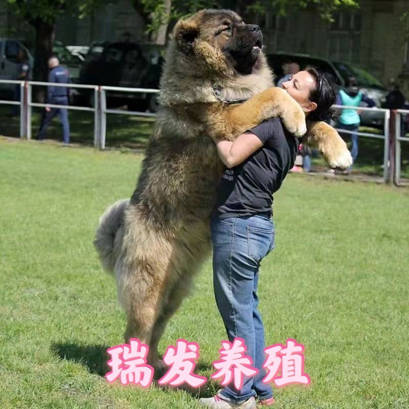 相狗秘訣什么狗養(yǎng)不得_石家莊城市養(yǎng)狗_養(yǎng)博美犬好還是養(yǎng)泰迪狗好