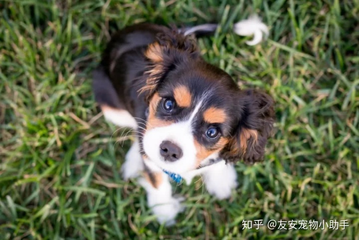 農村鄰居家的狗擾民怎么辦_擾民鄰居幽默告示_鄰居養(yǎng)狗擾民怎么辦