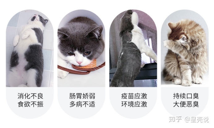 黑道稱雄+大貓愛小貓+小說_大貓對小貓_小貓死啦會影響大貓嗎