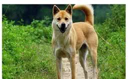 被遺忘的犬，中華田園犬，也被譽(yù)為“土狗”