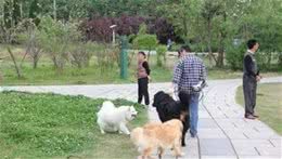 滿街都是純種犬，土狗真的一文不值嗎？