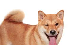 關(guān)于柴犬，你了解多少？你想知道的都在這里！