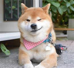 世界名犬NO:57“日本柴犬”，有個特殊技能，看到主人會笑