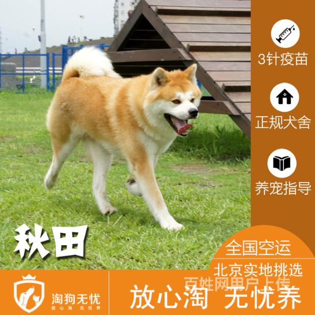 細(xì)狗品種有哪些品種圖片_有暹羅狗這種品種嗎_腿短的狗有什么品種