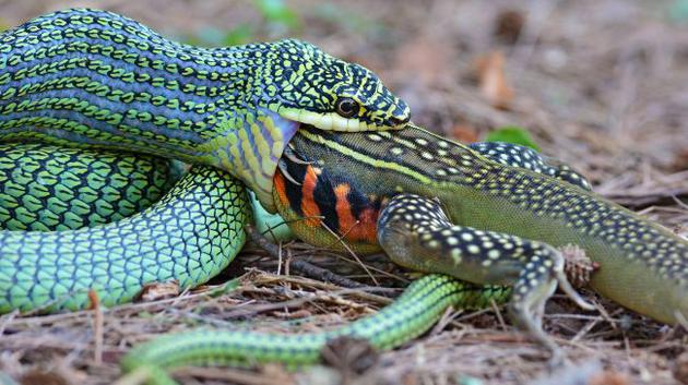 蛇能把動物整個(gè)吞下。這條金色樹蛇（Chrysopelea ornata，又稱金花蛇）正試圖吞下一只蝴蝶蜥蜴（Leiolepis belliana），而其他的蛇還可以吞下比自己大得多的獵物