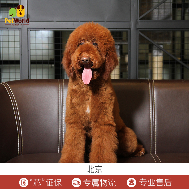 貴賓金毛雜交會像哪方_雜交貴賓狗_貴賓雜交狗